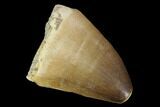 Mosasaur (Prognathodon) Tooth - Morocco #118978-1